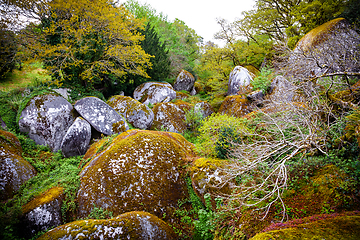 Image showing Boulders in the forest at Huelgoat in Brittany