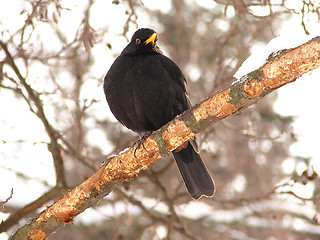 Image showing Black bird 