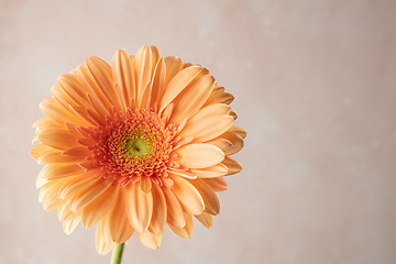 Image showing beautiful gerbera flower