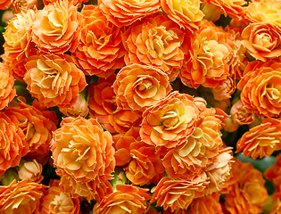 Image showing blooming flower background