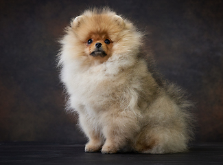 Image showing portrait of pomeranian spitz puppy