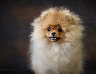 Image showing portrait of pomeranian spitz puppy