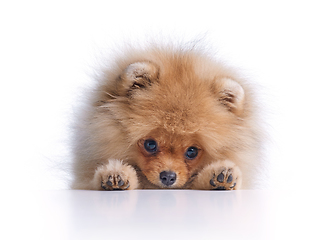 Image showing portrait of pomeranian spitz puppy