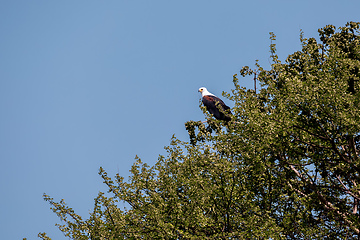 Image showing African Fish Eagle Ethiopia Africa wildlife