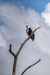 Image showing African Fish Eagle Ethiopia Africa wildlife