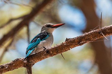 Image showing Woodland kingfisher Ethiopia, Africa wildlife