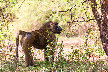 Image showing injured chacma baboon, papio ursinus, Ethiopia. Africa