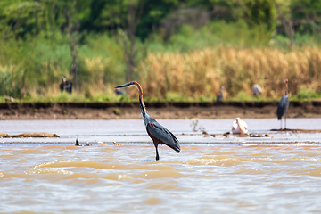 Image showing Heron, Ardea Goliath Lake Chamo, Ethiopia, Africa