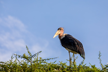 Image showing The marabou stork on nest Ethiopia Africa wildlife