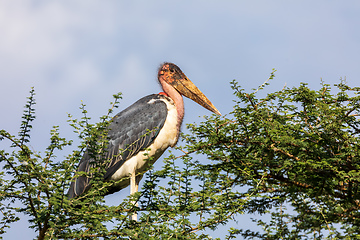 Image showing The marabou stork on nest Ethiopia Africa wildlife