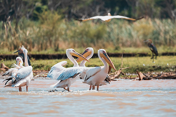 Image showing Great White Pelicans, Ethiopia, Africa wildlife