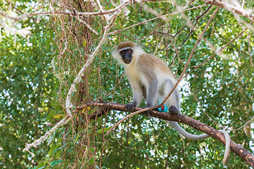 Image showing Vervet monkey in Lake Chamo, Ethiopia