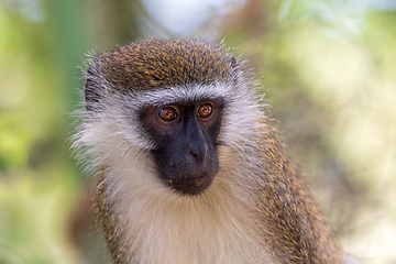 Image showing Vervet monkey in Lake Chamo, Ethiopia