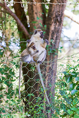 Image showing Vervet monkey in Lake Chamo, Ethiopia