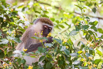 Image showing Vervet monkey in Lake Chamo, Ethiopia