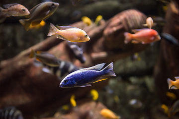 Image showing aquarium with colorful fishes