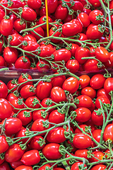 Image showing Baby Tomato