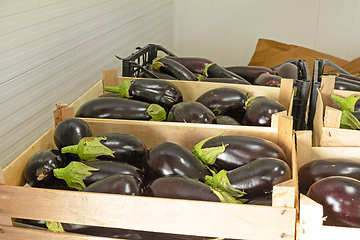 Image showing Aubergines in Crates