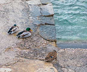 Image showing Three Ducks