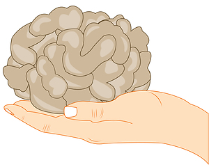 Image showing Vector illustration of the brain of the person on palm