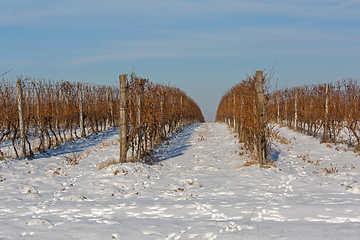 Image showing Vineyard Snow