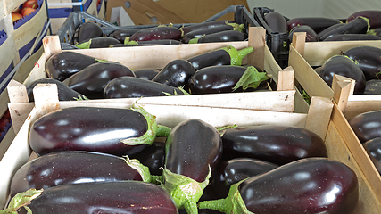 Image showing Aubergine