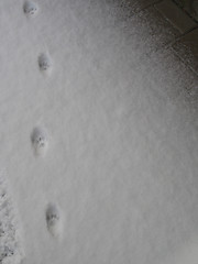 Image showing paw prints in the snow