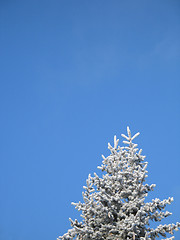 Image showing frosted tree