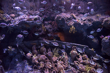 Image showing aquarium with colorful fishes