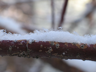 Image showing snow flakes on a branch