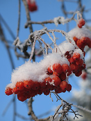 Image showing red berries covered with snow