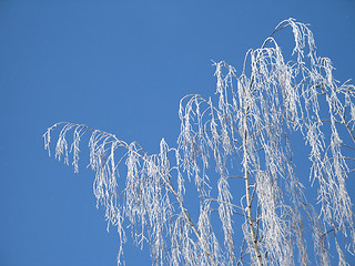 Image showing frosted tree