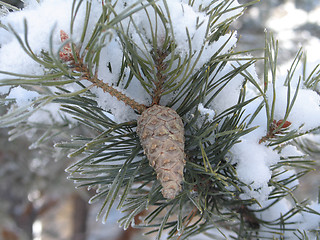 Image showing snow flakes on a branch