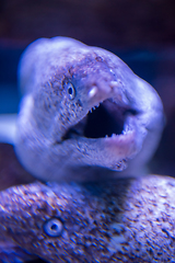 Image showing fish swimming in aquarium