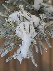 Image showing snow flakes on a branch