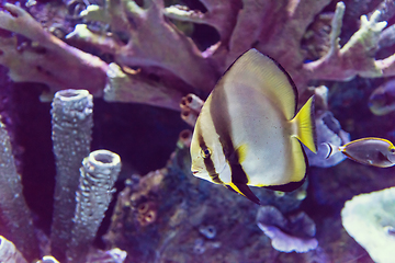 Image showing aquarium with colorful fishes