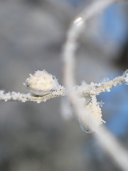 Image showing snow flakes on a branch