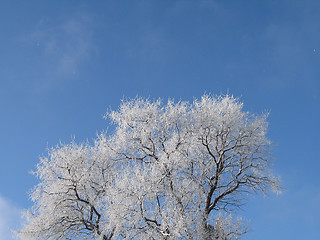 Image showing frosted tree