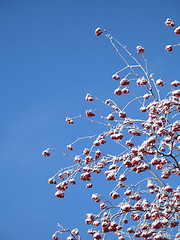 Image showing red berries in a tree