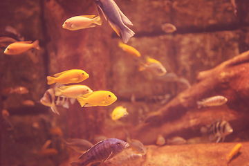 Image showing aquarium with colorful fishes