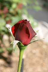 Image showing red rose dof