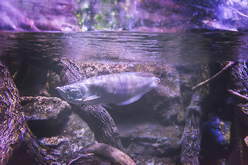 Image showing fish swimming in aquarium