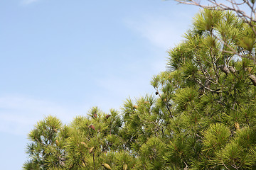 Image showing pine tree 