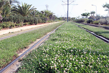 Image showing rail flowers