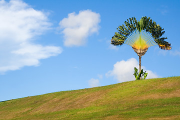 Image showing Traveller's palm on a hill