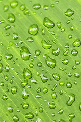 Image showing Green leaf background with raindrops