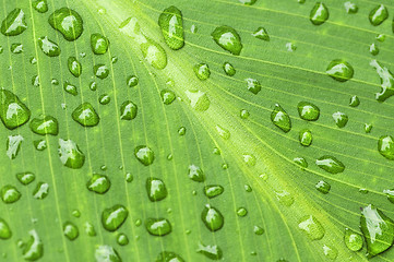 Image showing Green leaf background with raindrops