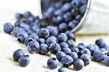 Image showing Blueberries