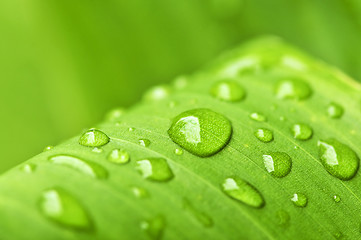 Image showing Green leaf background with raindrops