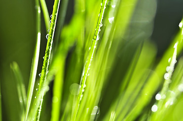 Image showing Green grass background